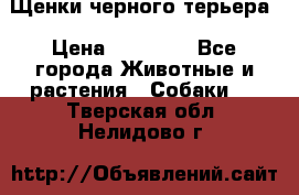 Щенки черного терьера › Цена ­ 35 000 - Все города Животные и растения » Собаки   . Тверская обл.,Нелидово г.